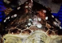 Opération Tortue : des employés ont sauvé une tortue de mer en détresse dans le port d’Ashdod !