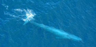 Une invitée rare dans le Golfe d’Eilat