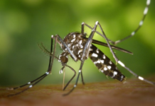 Prévention face aux moustiques et aux maladies suite aux pluies abondantes de ce mois de Juin 2018