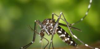 Prévention face aux moustiques et aux maladies suite aux pluies abondantes de ce mois de Juin 2018