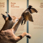 nouveau musee d’histoire naturelle a tel aviv