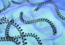 Le nombre de patients de leptospirose en Israël atteint le nombre de 42 personnes