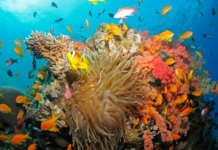 « La mer arc-en-ciel », exposition de photographies de récifs coralliens, Musée Steinhardt, à partir du 1/11