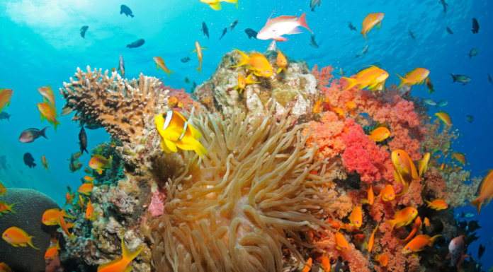 « La mer arc-en-ciel », exposition de photographies de récifs coralliens, Musée Steinhardt, à partir du 1/11
