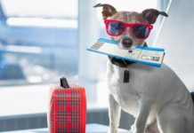 Est-il possible de voyager moins cher en avion en 2023, au milieu des guerres, de la hausse des coûts du carburant …