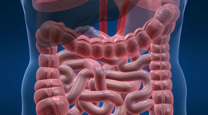 Les chercheurs de l’Université de Tel-Aviv ont trouvé un antibiotique qui enraye le développement du cancer du colon
