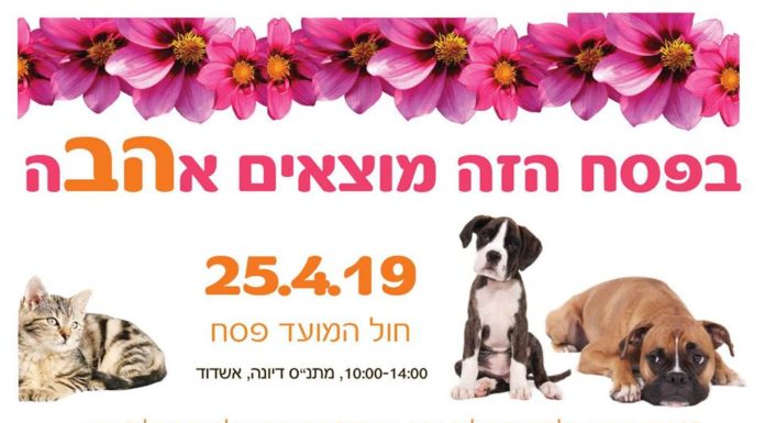 En recherche d’amour….le 25 avril 2019 de 10 h à 14 h, ils vous attendent !!!