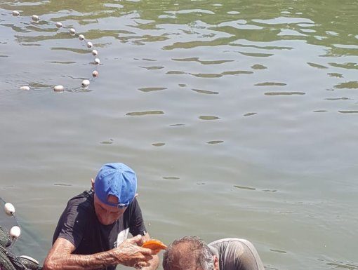 80 000 poissons ont été transférés du lac du parc Ashdod Yam au lac de Yeruham dans le Néguev !