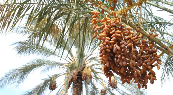 L’association AMI-ASI vous propose de visiter une palmeraie à Yafit pour une cueillette de dattes avant Rosh Hashana