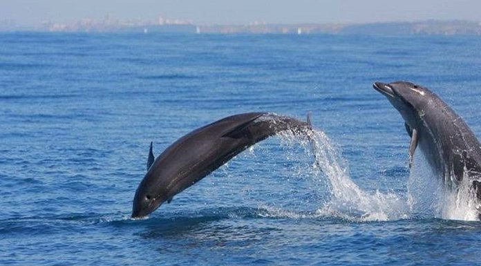 Documentation spectaculaire : Les dauphins sont venus visiter Ashdod (vidéo)