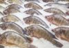 Attention : le ministère de la Santé met en garde : tilapia congelé, et hamburgers à rappeler