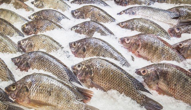 Attention : le ministère de la Santé met en garde : tilapia congelé, et hamburgers à rappeler