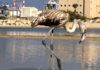 Un jeune flamant égaré, a trouvé refuge à Ashdod dans la rivière Lachish !