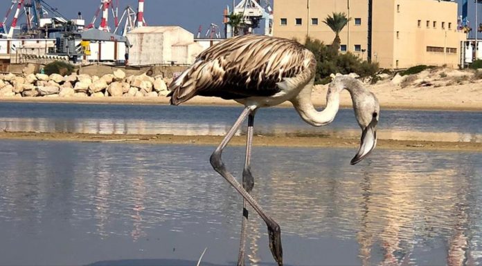 Un jeune flamant égaré, a trouvé refuge à Ashdod dans la rivière Lachish !