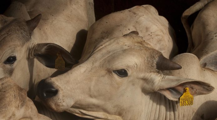 Faut-il pour sauver la planète cesser de manger de la viande d’élevage de bétail ?