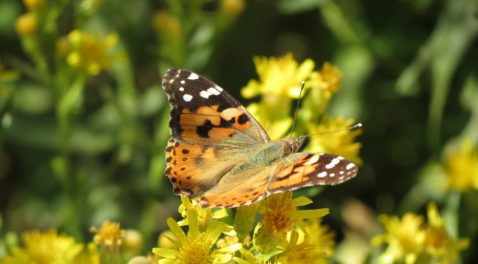 Le développement de la biodiversité en Israël par Ezra Banoun