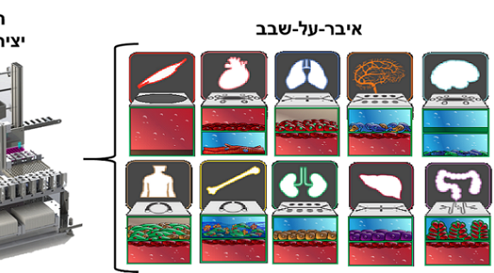 Un corps humain reconstitué sur puce organique pour tester les nouveaux médicaments, mis au point à l’Université de Tel-Aviv