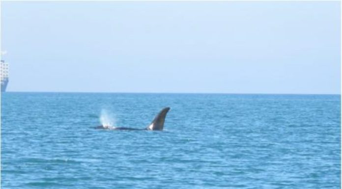 De grandes baleines nagent sur les rives d’Israël