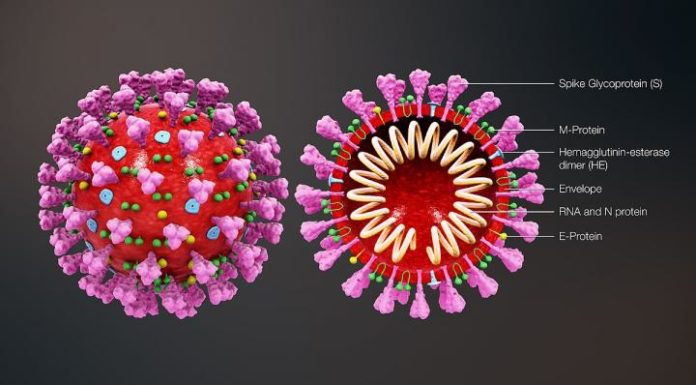 Le coronavirus a muté en au moins 30 souches différentes selon une nouvelle étude