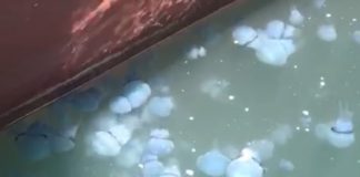 Attendez-vous à voir des méduses : il y en a des milliers dans le port d’Ashdod