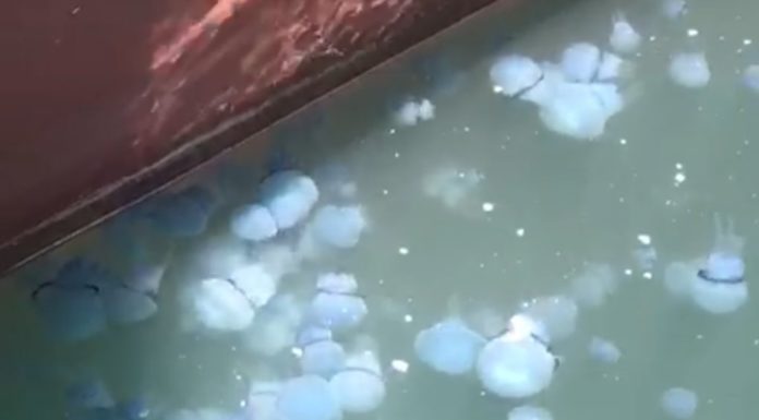 Déception pour les baigneurs – la mer était parfaite mais les méduses sont particulièrement gênantes