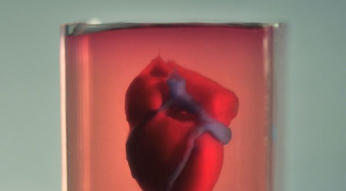 Bayer va tester ses nouveaux médicaments pour le cœur sur des tissus cardiaques humains imprimés en 3D à l’Université de Tel-Aviv