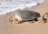 Ashdod : petite tortue deviendra grande si tu la laisses vivre !