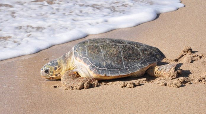 Ashdod : petite tortue deviendra grande si tu la laisses vivre !