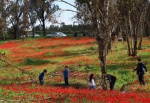Festival Darom Balev 2026 – Quand les anémones colorent le Néguev occidental