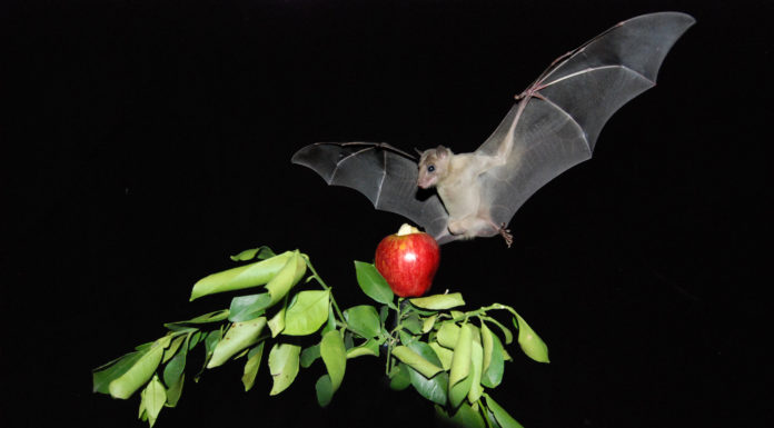 Chercheurs à l’Université de Tel Aviv : Les chauves-souris naviguent comme les humains, en utilisant leur excellente vue et une carte cognitive