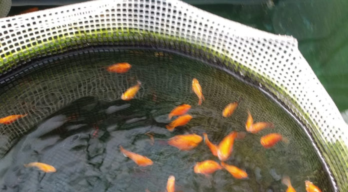Neguev : élever des poissons sans eau dans le désert, découvrir l’Arava … ? Visite virtuelle zoom ce 26-07-2020