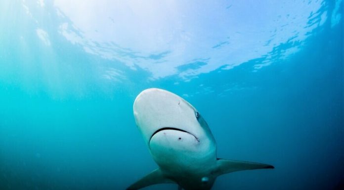De Hadera à Ashdod: déplacements quotidiens et saisonniers des requins d’Israël