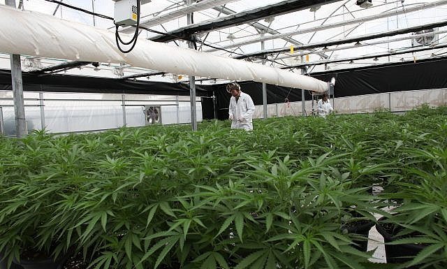 Cannabis médical. Dans le sud d’Israël, près de la ville d’Ashdod, B.O.L Pharma