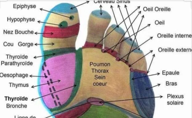 Renforcer ses défenses immunitaires par la reflexologie… par Brigitte Arfi, réflexologue plantaire !
