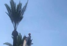 Ashdod : distribution des branches de palmier pour Souccot