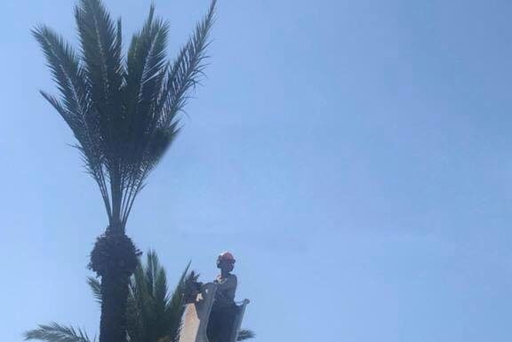 Ashdod : distribution des branches de palmier pour Souccot