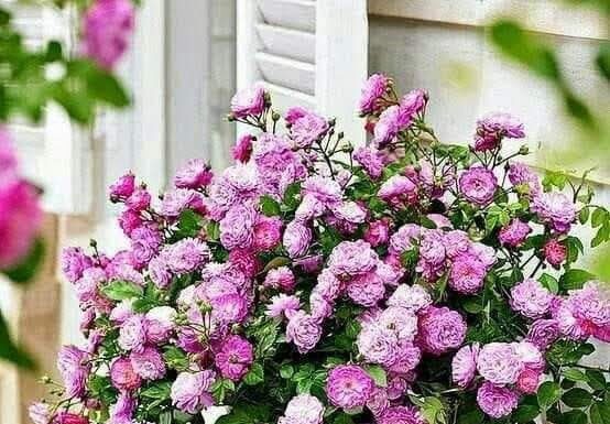 Toute l’équipe d’AshdodCafé vous souhaite « Shabbat Shalom », date, horaires, paracha