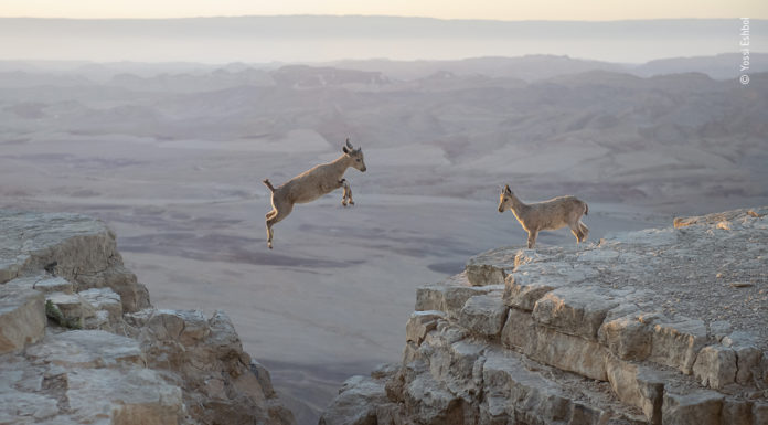 Un célèbre photographe animalier israélien honoré pour avoir pris sur le vif un couple de bouquetins