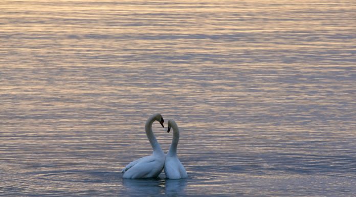 « Psy & Coaching » Quand l’amour n’a plus besoin des mots par David Benkoël, analyste !