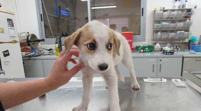 Ashdod : un message important pour les propriétaires de chiens et de chats