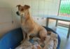 Ashdod : pour Hanoucca, venez faire un heureux en adoptant un animal au parc Etgarim !