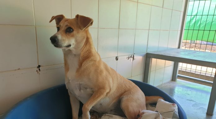 Ashdod : pour Hanoucca, venez faire un heureux en adoptant un animal au parc Etgarim !