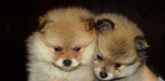 Ashdod : « Brucella Canis » Qu’est-ce que c’est ? une bactérie à prendre au sérieux !