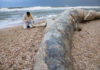 Une jeune baleine de 17 mètres retrouvée morte sur une plage du sud d’Israël en raison d’un possible déversement de goudron