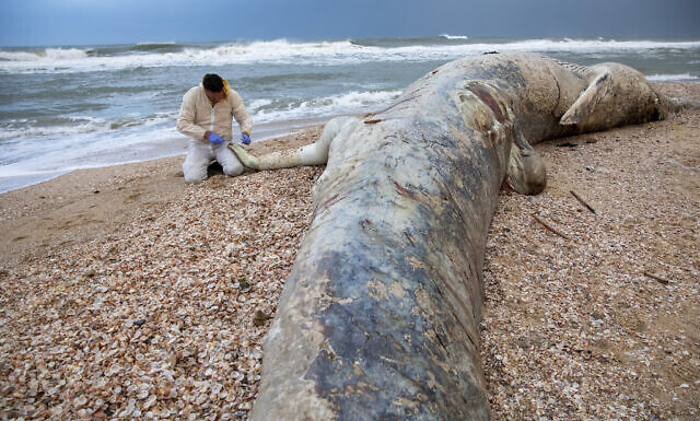 Une jeune baleine de 17 mètres retrouvée morte sur une plage du sud d’Israël en raison d’un possible déversement de goudron