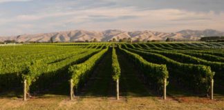 Pernod Ricard Winemakers fait appel à l’Intelligence israélienne pour la culture du raisin