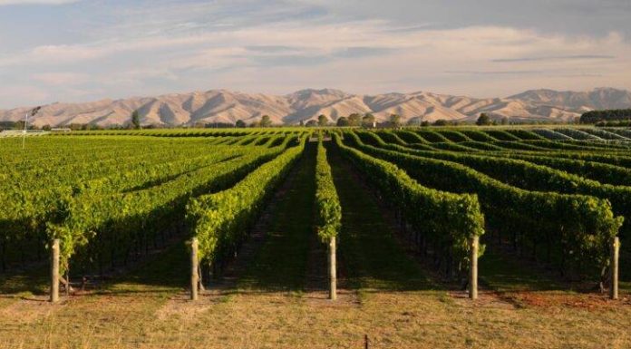 Pernod Ricard Winemakers fait appel à l’Intelligence israélienne pour la culture du raisin