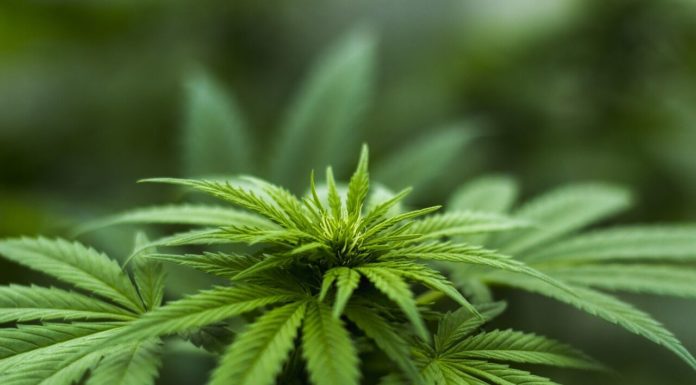 La Knesset autorise l’élargissement de l’utilisation du cannabis à des fins médicales