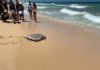 « Akha » et « Adi-Shimon », les deux tortues blessées cet hiver sont retournées à la mer !