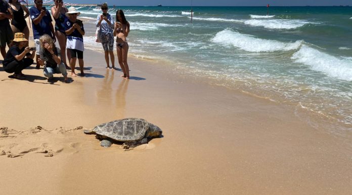« Akha » et « Adi-Shimon », les deux tortues blessées cet hiver sont retournées à la mer !
